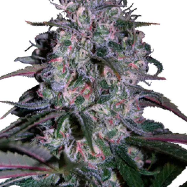 Alakazam Feminised Cannabis Seeds
