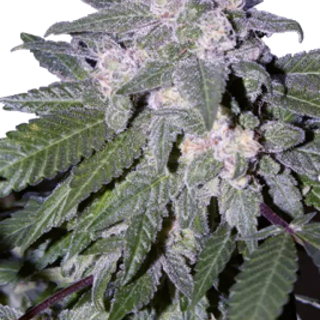 Auto Blue Feminised Cannabis Seeds
