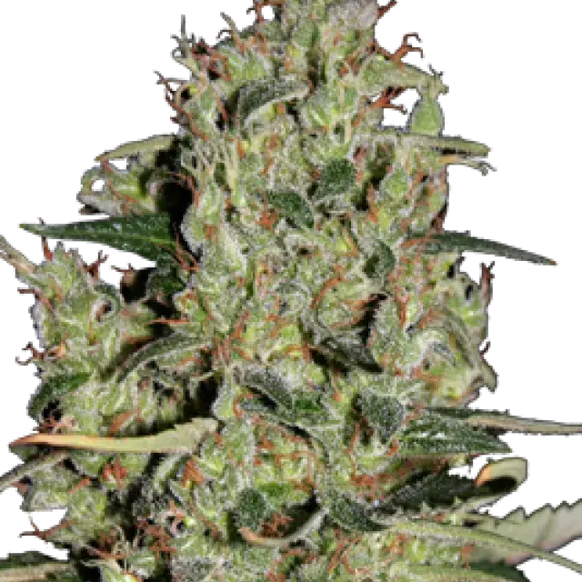 Auto Critical Feminised Cannabis Seeds