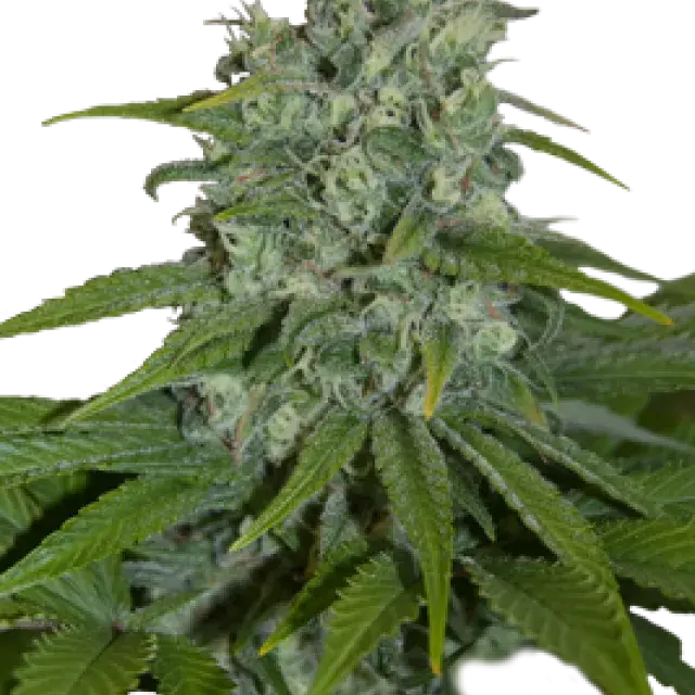 Automax Feminised Cannabis Seeds