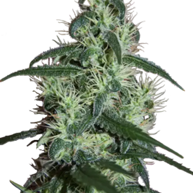 Critical Feminised Cannabis Seeds