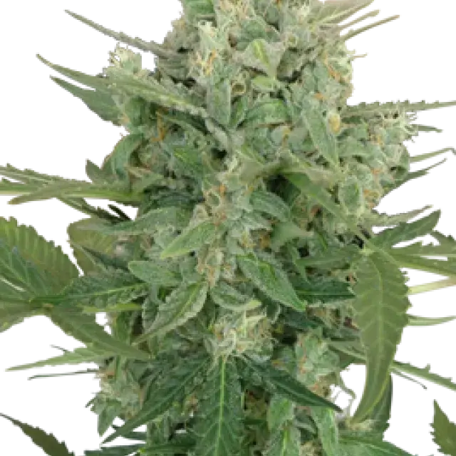 Lowdwarf Feminised Cannabis Seeds