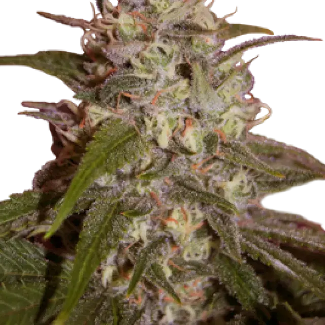 Orange Light Feminised Cannabis Seeds