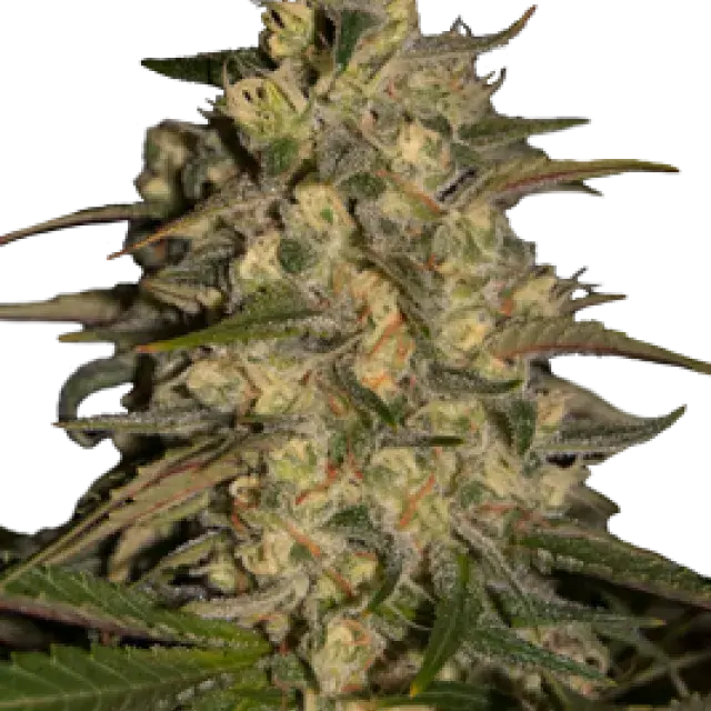 Silver Jack Feminised Cannabis Seeds