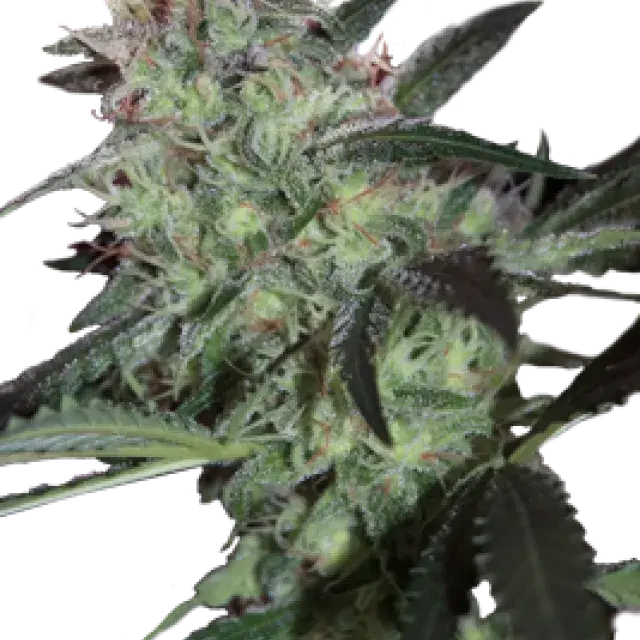 Super Diesel Feminised Cannabis Seeds