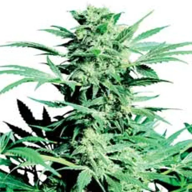 Shiva Skunk Feminised Cannabis Seeds | Sensi Seeds