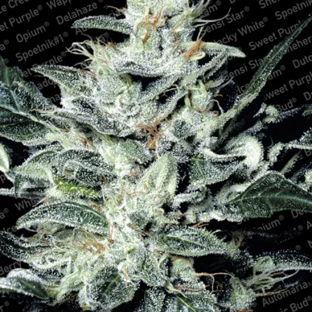 Sensi Star Feminised Cannabis Seeds | Paradise Seeds