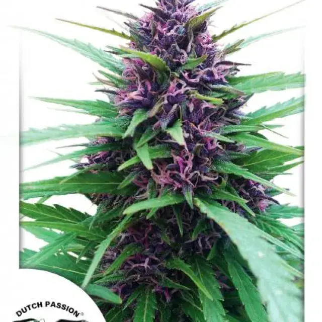 Shaman Regular Cannabis Seeds | Dutch Passion 