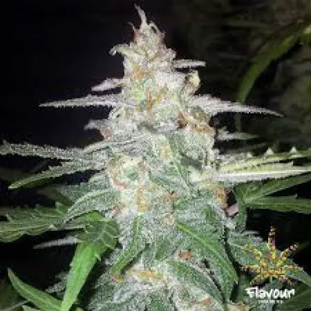Pineapple Poison Feminised Cannabis Seeds - Super Sativa Seed Club