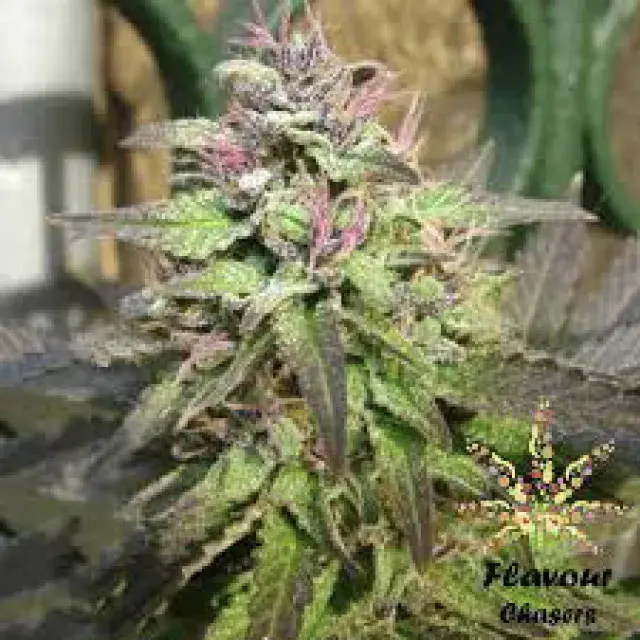 Pink Runtz Feminised Cannabis Seeds - Flavour Chasers.
