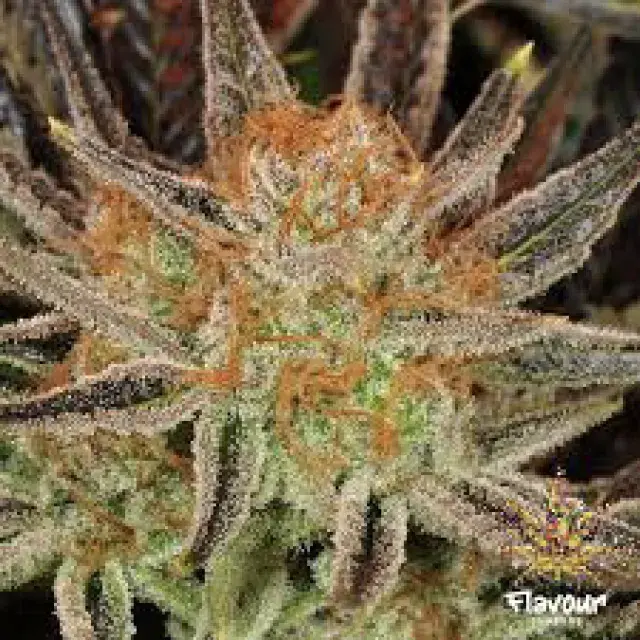 Kosher Haze Feminised Cannabis Seeds - Super Sativa Seed Club