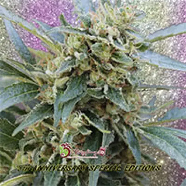 Shark Infested Custard Feminised Cannabis Seeds | Dr Krippling