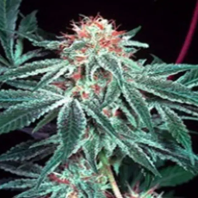 Shark Shock Regular Cannabis Seeds | Mr Nice Seeds
