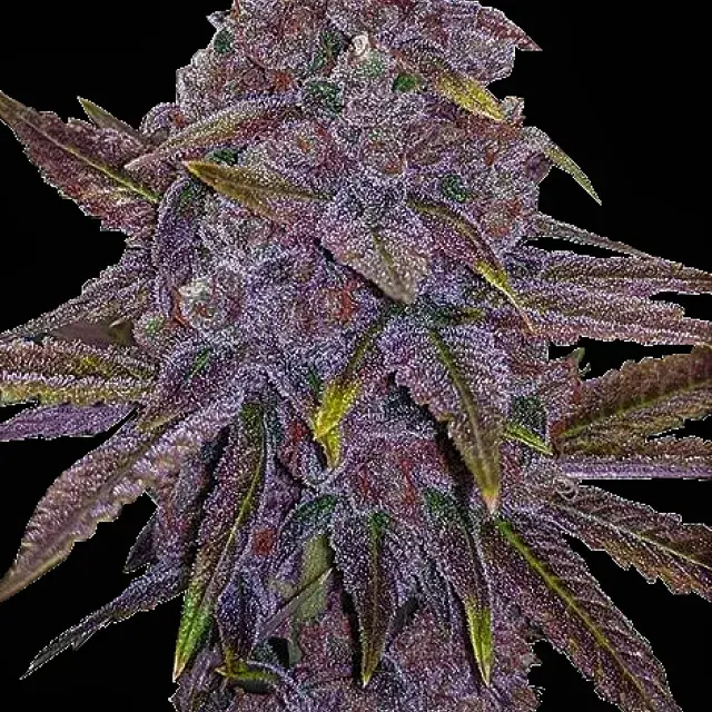 Sherbet Dab Feminised Cannabis Seeds | Big Head Seeds