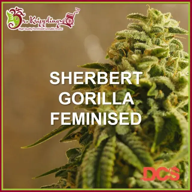 Sherbert Gorilla Feminised Cannabis Seeds – Dr Krippling