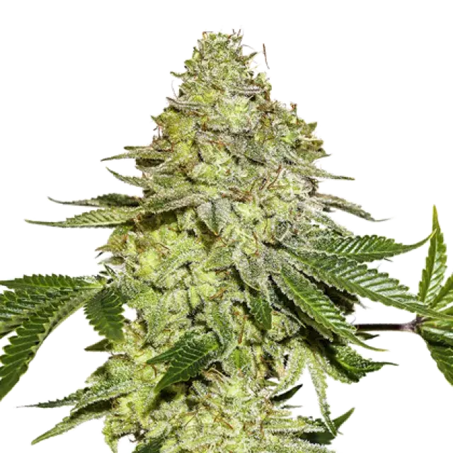 Sherbet Feminised Cannabis Seeds | Seed Stockers