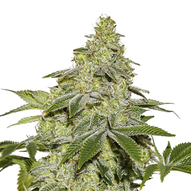 Sherbet Auto Feminised Cannabis Seeds | Seed Stockers