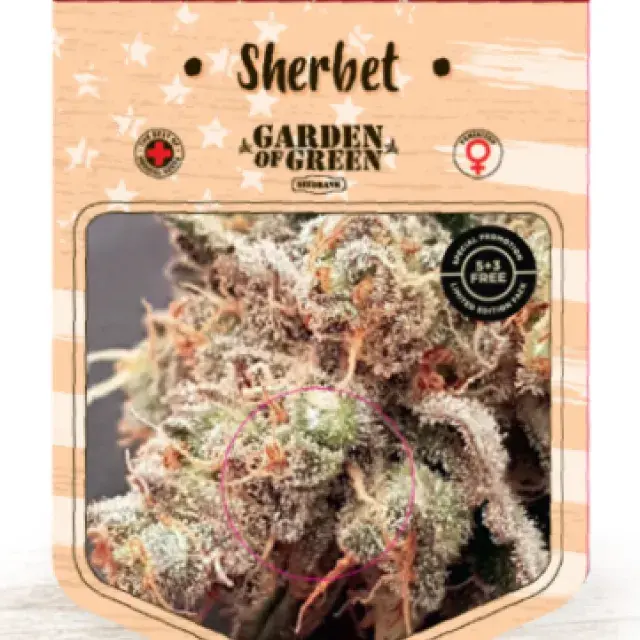 Sherbet Feminised Cannabis Seeds | Garden of Green
