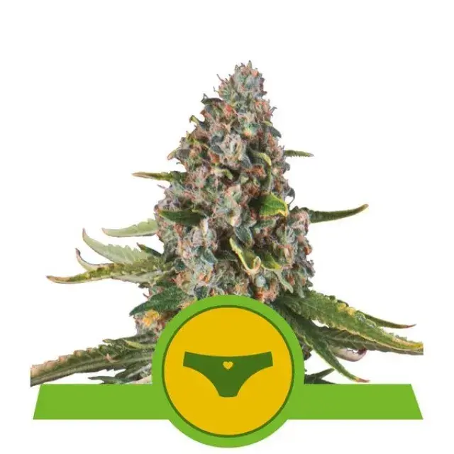 Sherbet Queen Auto Feminised Cannabis Seeds | Royal Queen Seeds