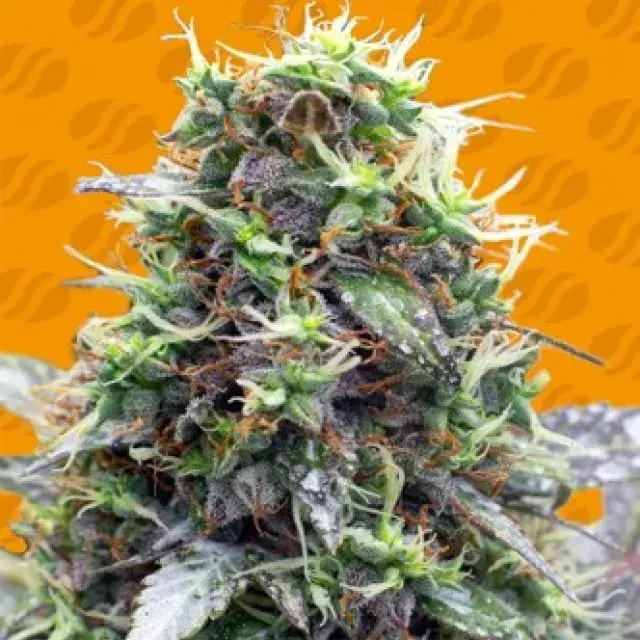 Sherbet Moonrocks Feminised Cannabis Seeds | Original Sensible Seeds