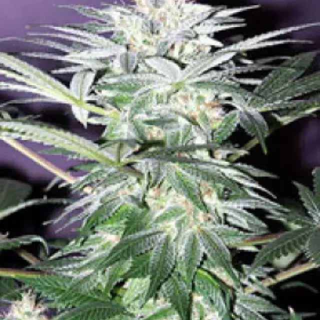 Shit Regular Cannabis Seeds | Mr Nice Seeds