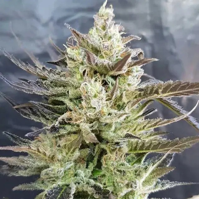 Short Nepali Auto Feminised Cannabis Seeds | Freedom of Seeds