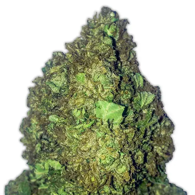 Short and Sweet Auto Feminised Cannabis Seeds | Heavyweight Seeds