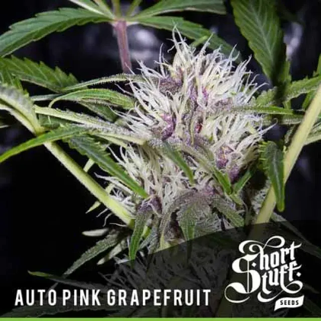 Auto Pink Grapefruit Feminised Cannabis Seeds | Shortstuff Seeds