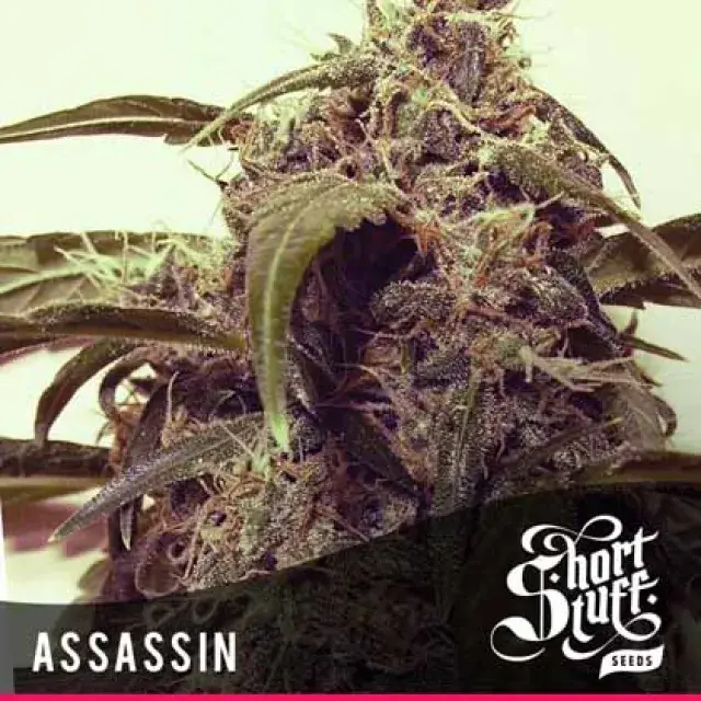 Auto Assassin Feminised Cannabis Seeds | Shortstuff Seeds