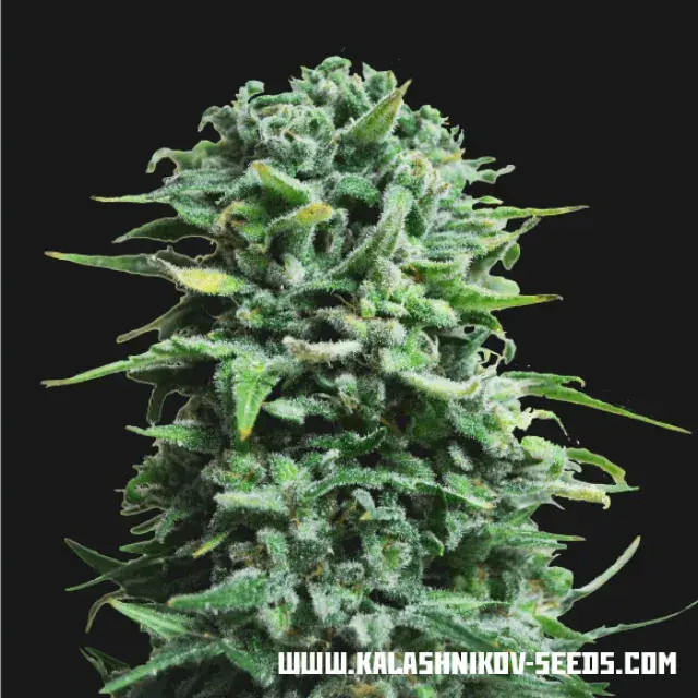 Siberian Haze Auto Feminised Cannabis Seeds | Kalashnikov Seeds