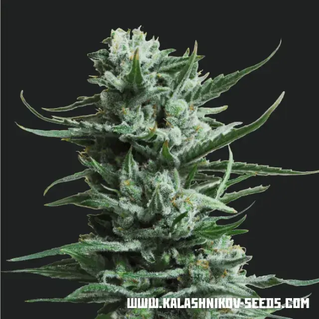 Siberian Haze Feminised Cannabis Seeds | Kalashnikov Seeds