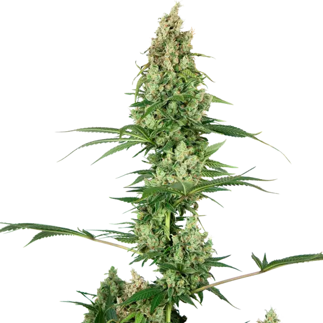 Silver Fire Feminised Cannabis Seeds - Sensi Seeds