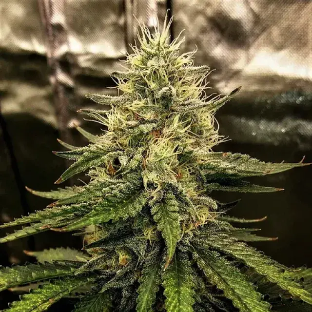 Silver Napalm Feminised Cannabis Seeds | Top Shelf Elite