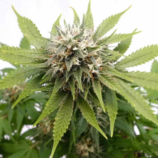 Silver Widow Feminised Cannabis Seeds | Kannabia