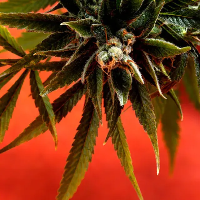 Simpson Kush Regular Cannabis Seeds | Delta 9 Labs