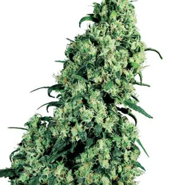 Skunk #1 Feminised Cannabis Seeds | Sensi Seeds