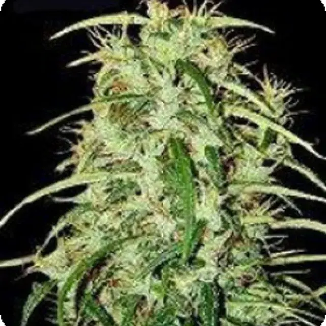 Skunk Haze Regular Cannabis Seeds | Mr Nice Seeds