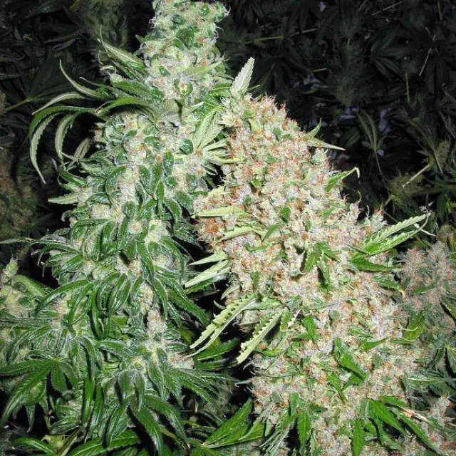 Skunk Special Feminised Cannabis Seeds | Female Seeds 