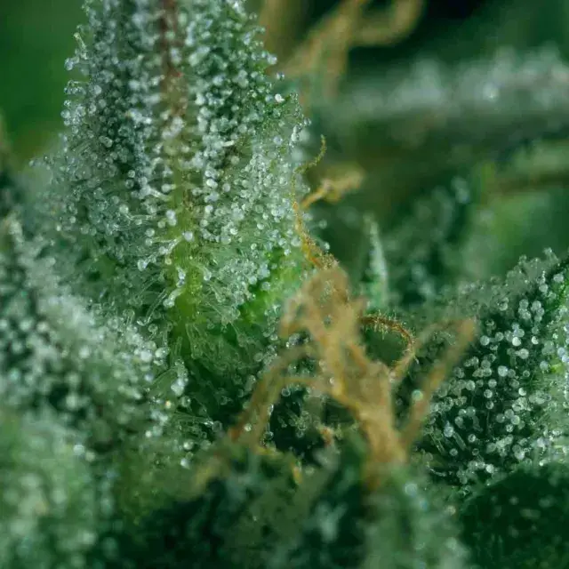 SKUNK No1 x SCBDX Feminised Cannnabis Seeds