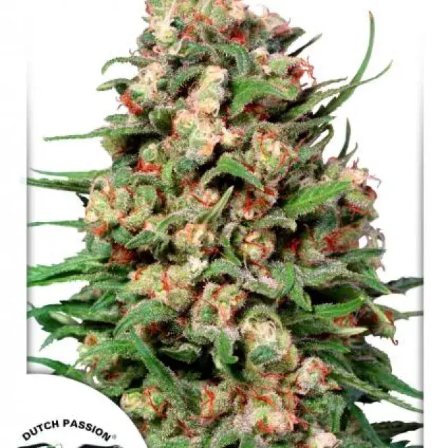 Skunk #1 Regular Cannabis Seeds | Dutch Passion 