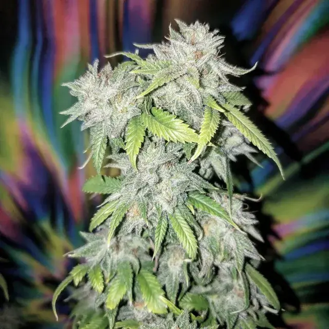 Skush Feminised Cannabis Seeds | Top Shelf Elite
