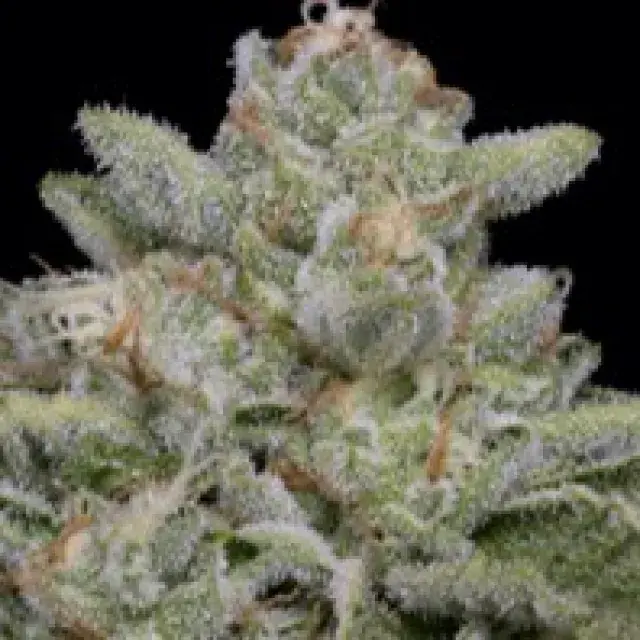 Skywalka Cookies Feminised Cannabis Seeds | Big Head Seeds