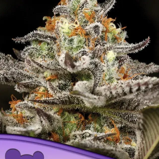 Sleepy Joe Feminised Cannabis Seeds - Anesia Seeds