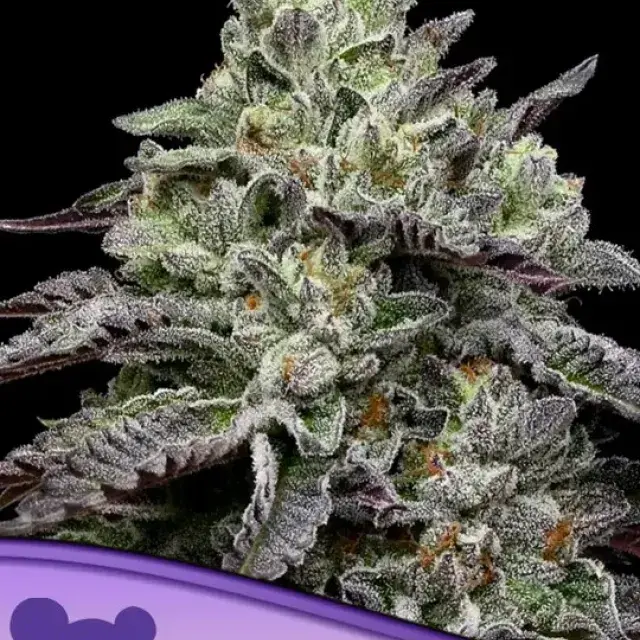 Smashberry Fumez Feminised Cannabis Seeds - Anesia Seeds