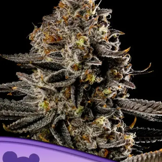 Smashberry Fumez Auto Feminised Cannabis Seeds - Anesia Seeds