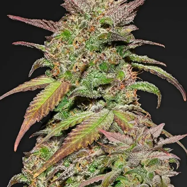 Smoothie Auto Feminised Cannabis Seeds | Fast Buds