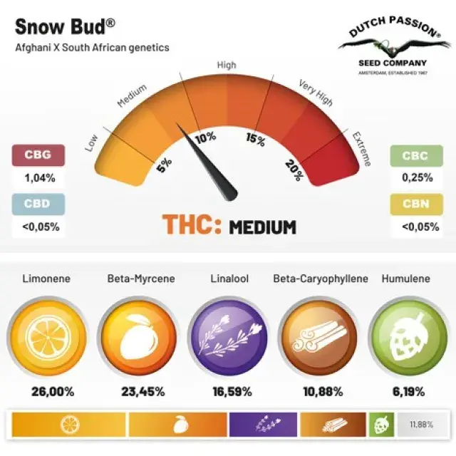 Snow Bud Feminised Cannabis Seeds | Dutch Passion 
