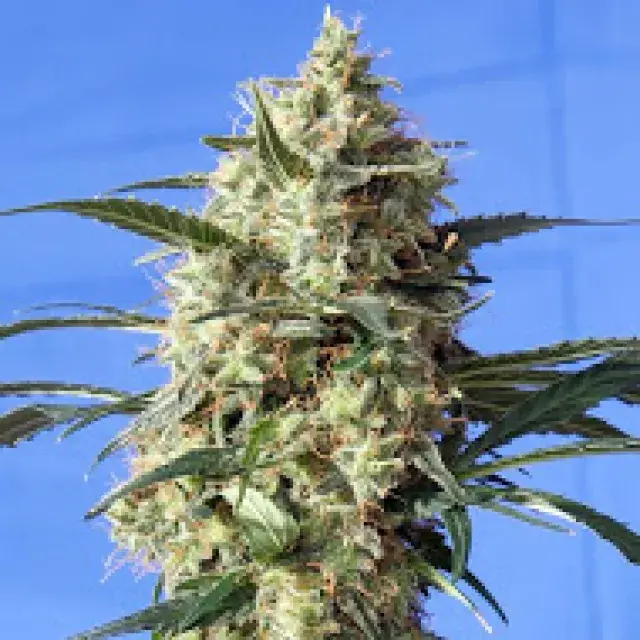 Snow White Feminised Cannabis Seeds | Spliff Seeds 
