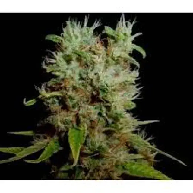 Soma Seeds Soma Salad Regular Cannabis Seeds | Soma Seeds