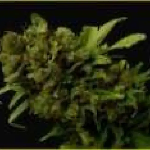 Citralah Regular Cannabis Seeds | Soma Seeds